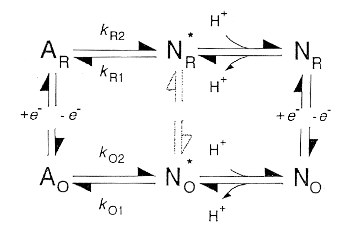Figure 40 - Conformational Equilibrium. The pH-linked alkaline conformational change for ferrocytochrome c and the reoxidation of the alkaline form of ferrocytochrome c is suggested.