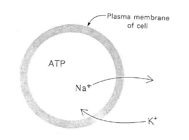 Figure 41 -  The Sodium-Potassium Pump located in the plasma membranes of cells.