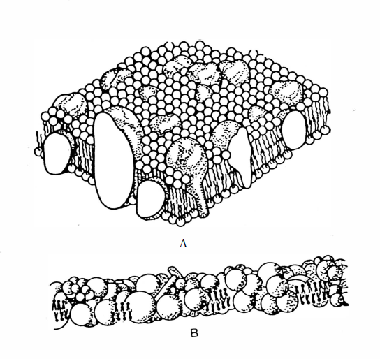 Figure 43 - Characteristic Structures of Biological Membranes.
(A) The Fluid-Mosaic Model showing the dominate phospholipid content.
(B) The Mitochrondrial Membrane where proteins are prominent.