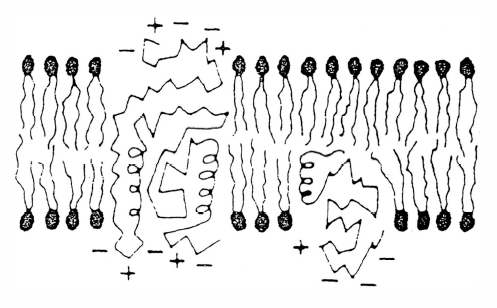 Figure 44 - Lipid-globular Protein Mosaic Model. An electrical double-layer is created in aqueous solution as a result of the protruding ionic regions of proteins. The behavior of charged species near the membrane surface is analogous to the Helmholtz region at the electrode/aqueous electrolyte interface.