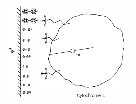 Figure 49 - The electrode-protein complex for the idealized limiting case of a planar surface for a typical cyclic voltammogram of horse heart cytochrome c at a gold electrode, modified by adsorption of 4,4’-bipyridyl disulfide.