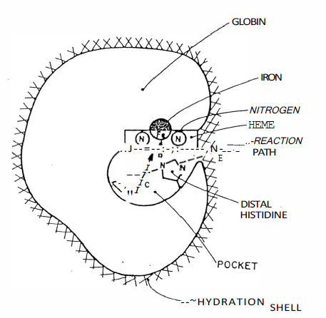 Figure 50 - Binding of a ligand molecule to myoglobin. A possible reaction path is indicated by the dashed line.