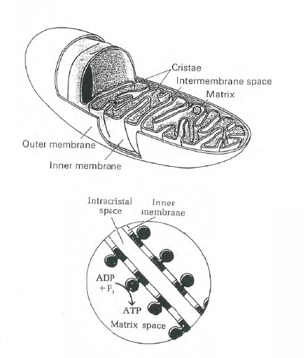 Figure 32 - The mitochondrion.
