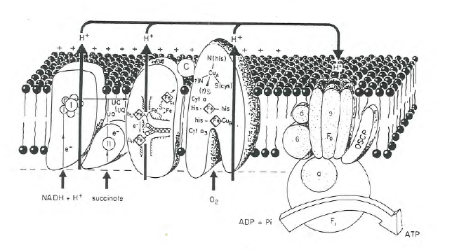 Figure 33 - Oxidative phosphorylation.