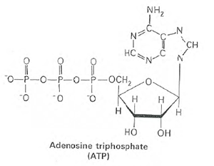 Figure 34 - Adenosine triphosphate.