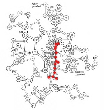 Figure 35 - Cytochrome c. The heme is shown in red.