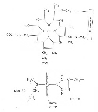 Figure 36 - The heme in cytochrome c.