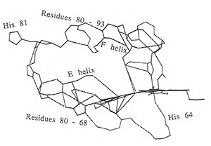 Figure 65 - The best family of pathways between HIS 81 and the porphyrin in myoglobin.