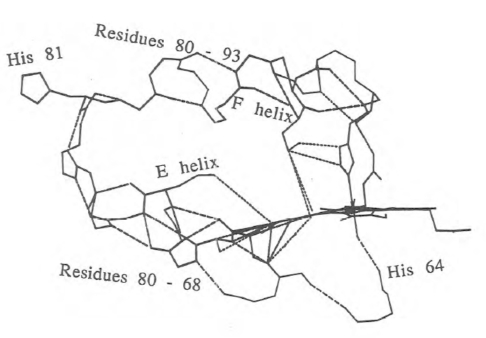 Figure 65 - The best family of pathways between HIS 81 and the porphyrin in myoglobin