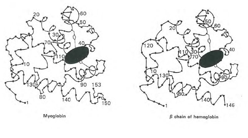 Figure 66 - The similarity is evident between the conformation of the main chain of myoglobin and the b chain of hemoglobin.