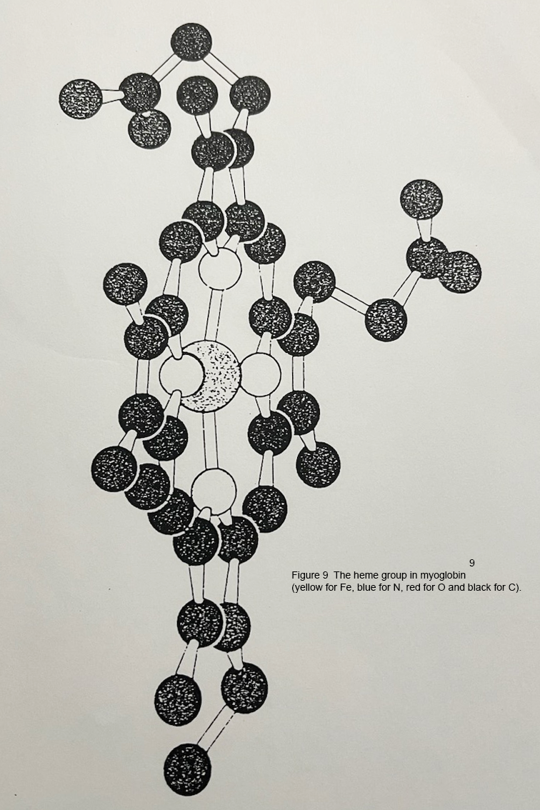 The heme group in myoglobin