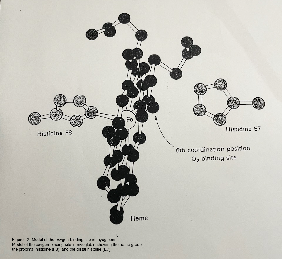 Model of Myoglobin at High Resolution. 7

Only the carbons a-atoms are shown. The heme group is shown in red. Relatively invariant positions, insertions and deletions in the rest of the globin are indicated by the special ssymbols as shown in the legend.