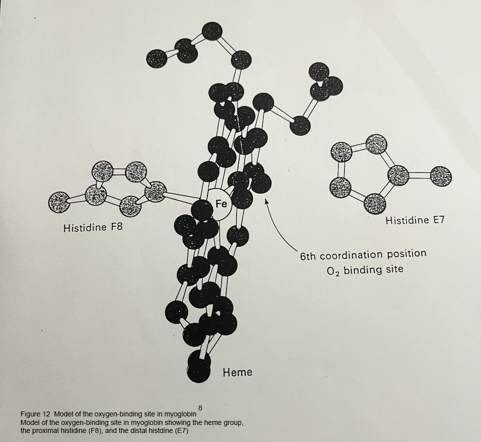 Model of the Oxygen-Binding Site in Myoglobin