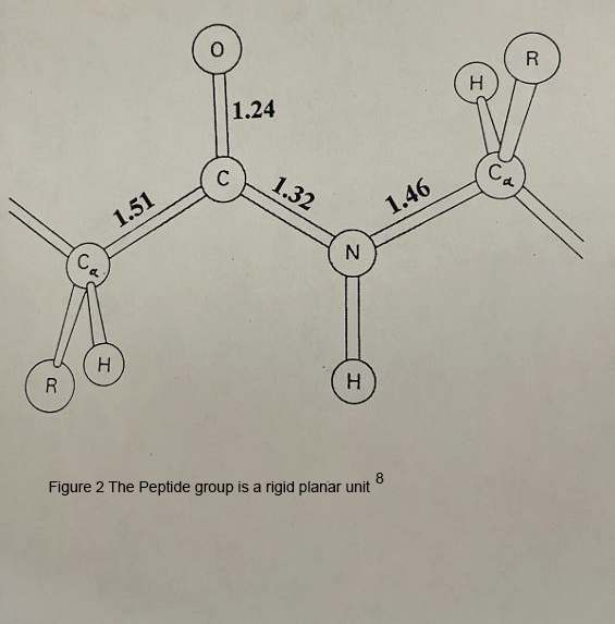 Peptide group is a rigid planar unit