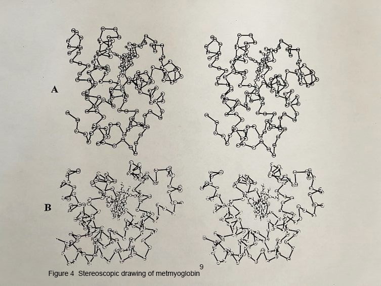 Stereoscopic Drawing of Metmyoglobin