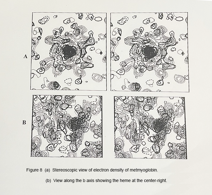 Stereoscopic view of electron density of metmyoglobin