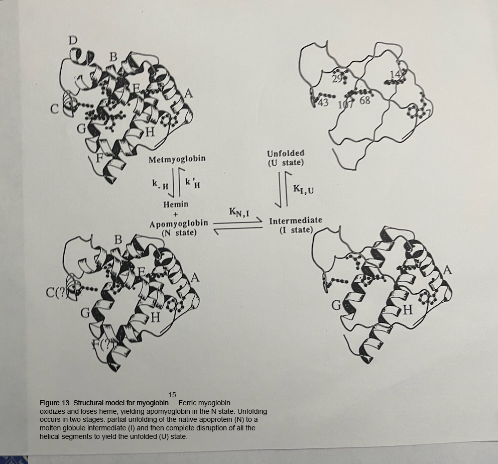 Structural model for myoglobin denaturation