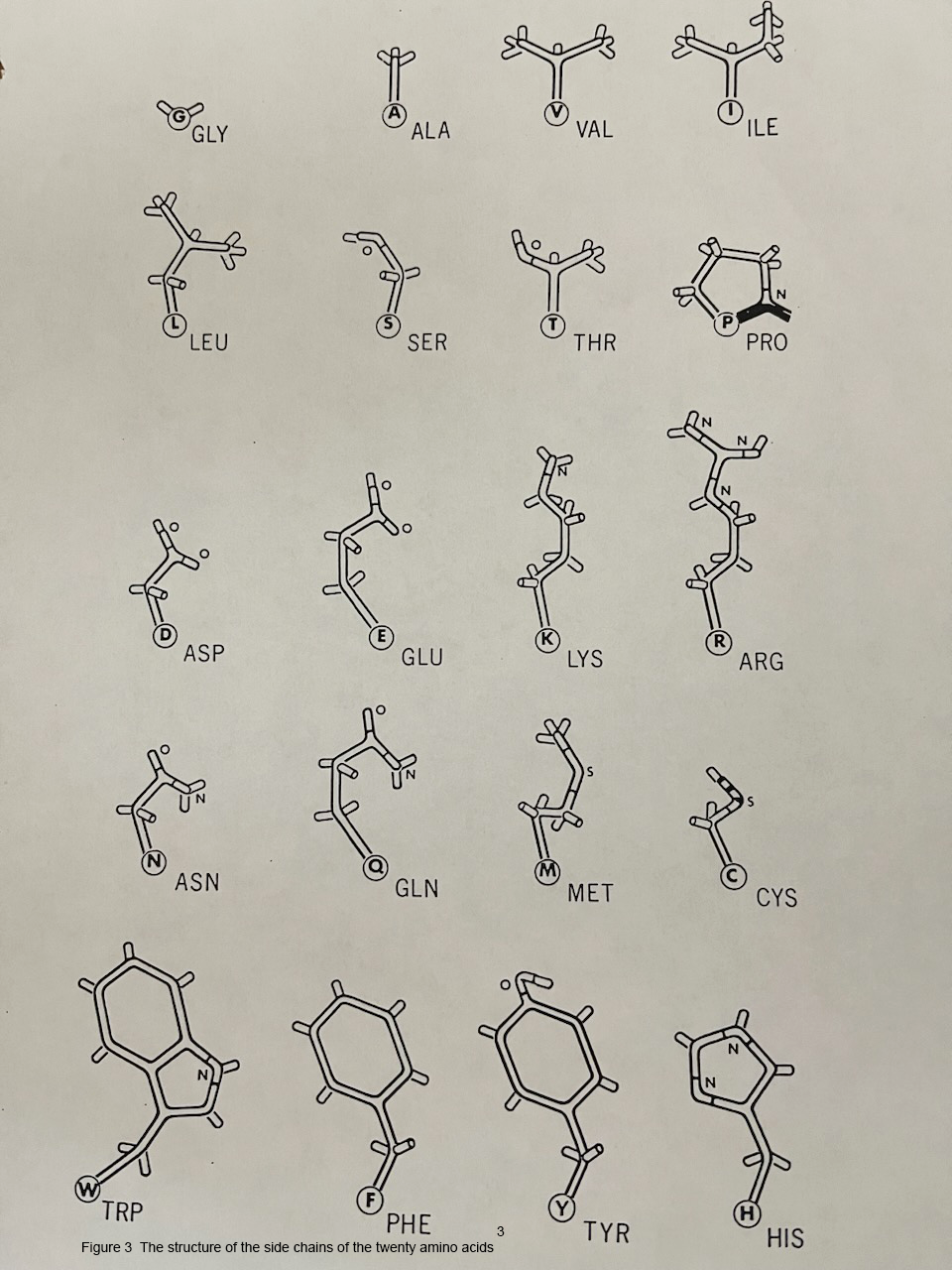 The Structure of the Side Chains of the Twenty Amino Acids