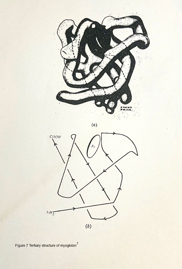 Tertiary stutructure of myoglobin