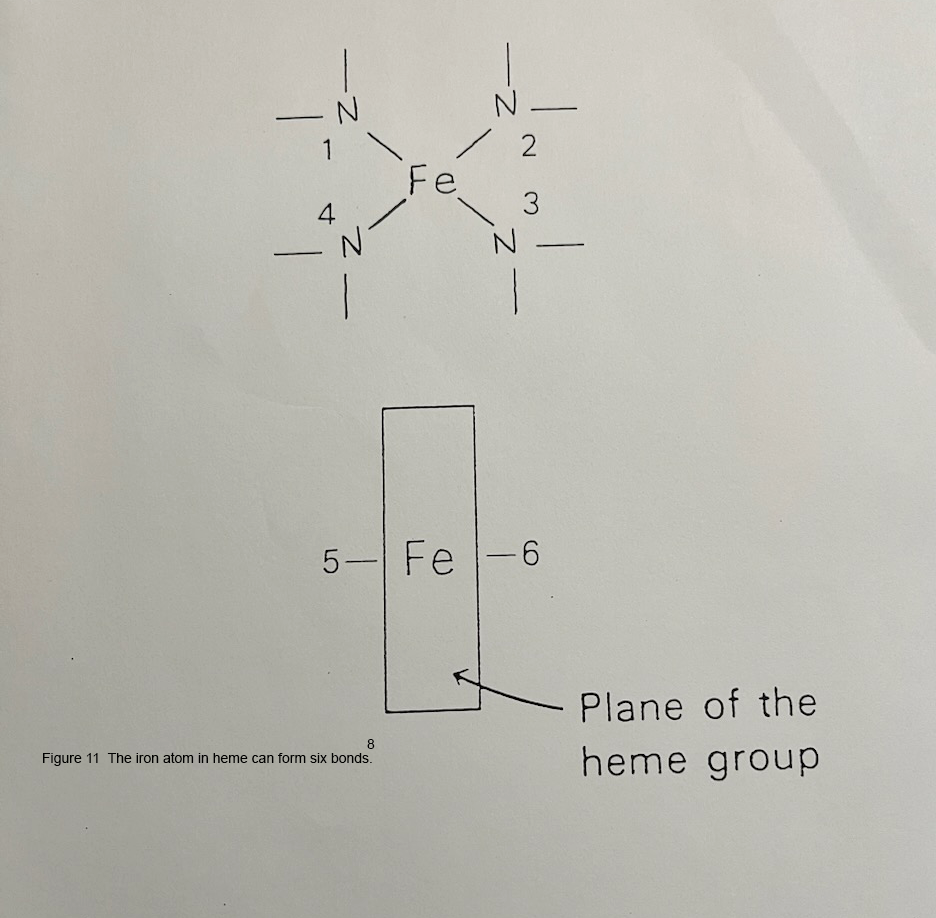 The iron atom in heme can form six bonds.